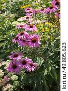 Эхинацея пурпурная на клумбе. Echinacea purpurea. Стоковое фото, фотограф Елена Орлова / Фотобанк Лори