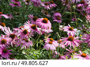 Эхинацея пурпурная на клумбе. Echinacea purpurea. Стоковое фото, фотограф Елена Орлова / Фотобанк Лори