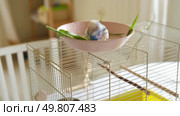 Parrot is bathing in a bowl of water next to the cage. Budgie splashing. Domestic animals healthy lifestyle. Pets care. Budgerigar bird funny video. Parakeet with wet feathers after swimming. 4K. Стоковое видео, видеограф Марина Демидюк / Фотобанк Лори