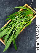 Organic leeks, perfect for culinary, health. Green ramp, vegetables with white stems. Top view.. Fresh wild ramps or leeks. Стоковое фото, агентство Ingram Publishing / Фотобанк Лори