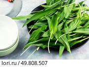 A bunch of wild onion or Ramps on the kitchen table. Ramps, green wild leeks.. Wild onion or wild garlic. Стоковое фото, агентство Ingram Publishing / Фотобанк Лори