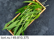 Organic leeks, perfect for culinary, health. Green ramp, vegetables with white stems. Overhead view. Copy space.. Fresh wild ramps or leeks. Стоковое фото, агентство Ingram Publishing / Фотобанк Лори