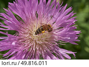 Psephellus whitewashed (lat. Psephellus dealbatus) is an herbaceous plant, a species of the genus Psephellus, of the Asteraceae family. The bee collects pollen and nectar from the flowers. Стоковое фото, фотограф Андрей Жигальцов / Фотобанк Лори