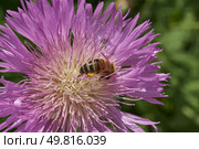 Psephellus whitewashed (lat. Psephellus dealbatus) is an herbaceous plant, a species of the genus Psephellus, of the Asteraceae family. The bee collects pollen and nectar from the flowers. Стоковое фото, фотограф Андрей Жигальцов / Фотобанк Лори