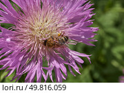 Psephellus whitewashed (lat. Psephellus dealbatus) is an herbaceous plant, a species of the genus Psephellus, of the Asteraceae family. The bee collects pollen and nectar from the flowers. Стоковое фото, фотограф Андрей Жигальцов / Фотобанк Лори