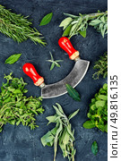 Round plate filled with various fresh green aromatic herbs. Fresh raw various spices herbs, seasoning. Стоковое фото, агентство Ingram Publishing / Фотобанк Лори