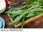 Fresh green ramps bundle on the kitchen table, culinary, herb ingredient cooking, raw wild, leaf diet leeks.. A bunch of wild leeks. Стоковое фото, агентство Ingram Publishing / Фотобанк Лори
