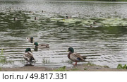 The camera turns to the right and shows ducks on the shore of the pond. Стоковое видео, видеограф Ярославский Максим / Фотобанк Лори