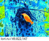 Infrared Thermal Image of Eurasian or wood nuthatch. Стоковое фото, фотограф Ольга Сергеева / Фотобанк Лори
