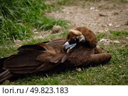 scavenging bird vulture on grass. Стоковое фото, агентство Ingram Publishing / Фотобанк Лори