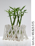 A lucky bamboo plant on a white background. Стоковое фото, агентство Ingram Publishing / Фотобанк Лори