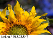 Фрагмент подсолнечника (helianthus) с желтыми лепестками цветущего в летнем саду (крупный план) Стоковое фото, фотограф Александр Ермулин / Фотобанк Лори