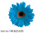 Gerbera flower isolated on white background. Стоковое фото, агентство Ingram Publishing / Фотобанк Лори