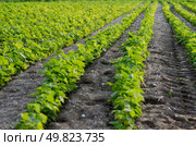 Green beans plants aligned in rows. Стоковое фото, агентство Ingram Publishing / Фотобанк Лори