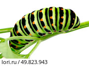 A bright green black swallowtail caterpillar sitting on a celery leaf on white background. Стоковое фото, агентство Ingram Publishing / Фотобанк Лори