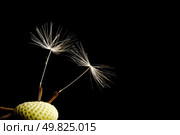 seeds of flower dandelion on black. Стоковое фото, агентство Ingram Publishing / Фотобанк Лори