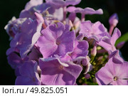 beautiful flower phlox. Close-up. Стоковое фото, агентство Ingram Publishing / Фотобанк Лори