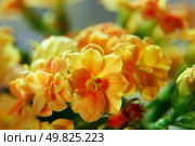 Succus Kalanchoes. macro. Стоковое фото, агентство Ingram Publishing / Фотобанк Лори