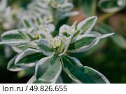 flower Euphorbia marginata. Стоковое фото, агентство Ingram Publishing / Фотобанк Лори