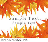 Twisted row of autumn  maples leaves. Vector illustration. Стоковая иллюстрация, агентство Ingram Publishing / Фотобанк Лори