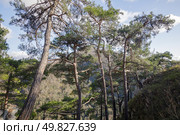 Сосны на Орлиных скалах в Сочинском национальном парке. Редакционное фото, фотограф Иван Аборнев / Фотобанк Лори