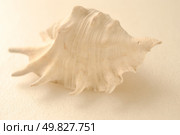 sea shell. Stillife. Стоковое фото, агентство Ingram Publishing / Фотобанк Лори