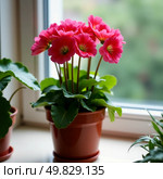 Bright pink geraniums flourish in a colorful pot, set against a sunlit window. Lush green leaves surround the flowers, creating a lively indoor oasis filled with joy Generative AI. Стоковое AI-изображение, AI-художник Юлия Петровская / Фотобанк Лори