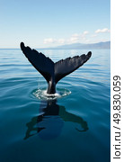 A stunning whale gracefully dives into the serene ocean, its powerful tail breaking the surface. The calm water reflects the vibrant sky, creating a harmonious scene of nature Generative AI. Стоковое AI-изображение, AI-художник Юлия Петровская / Фотобанк Лори