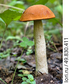 Фото Подосиновик в лесу. Red-capped Aspen scaber stalk mushroom or aspen bolete Leccinum aurantiacum growing in forest. Стоковое фото, фотограф Сергей Пристяжнюк (Serg Zastavkin) / Фотобанк Лори
