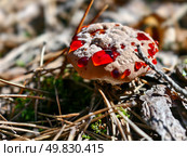 Гриб кровоточащий зуб, он же дьявольский зуб. Close-up photo of bleeding tooth fungus Hydnellum peckii growing in forest. Стоковое фото, фотограф Сергей Пристяжнюк (Serg Zastavkin) / Фотобанк Лори
