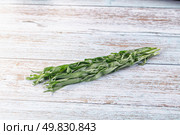 Fresh green estragon aroma stem. Стоковое фото, фотограф Андрей Старостин / Фотобанк Лори