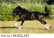 Galloping shire heavy draft horse in evening paddock. Упряжная лошадь тяжеловоз породы шайр бежит рысью в паддоке конной фермы, летним вечером. Стоковое фото, фотограф Михаил Кондрашов / Фотобанк Лори