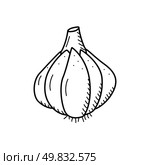 Garlic head sketch icon, vector drawing of a vegetable on a white background. Стоковая иллюстрация, иллюстратор Глущенко Елена / Фотобанк Лори