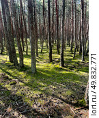The Courish Split or Curonian Spit, Kaliningrad region, Russia. Редакционное фото, фотограф Татьяна Кахилл / Фотобанк Лори