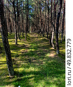 Dancing forest on a sunny day in Courish Split , Kaliningrad region, Russia (2024 год). Редакционное фото, фотограф Татьяна Кахилл / Фотобанк Лори