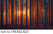 Sunlight filters through tall trees in a tranquil forest during sunset. Стоковое AI-изображение, AI-художник Александр Довянский / Фотобанк Лори