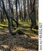 Dancing forest on a sunny day in Courish Split , Kaliningrad region, Russia. Редакционное фото, фотограф Татьяна Кахилл / Фотобанк Лори