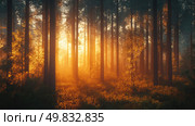 Sunlight filters through trees in a serene forest during golden hour in early evening. Стоковое AI-изображение, AI-художник Александр Довянский / Фотобанк Лори