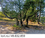 The Courish Split or Curonian Spit, Kaliningrad region, Russia (2024 год). Редакционное фото, фотограф Татьяна Кахилл / Фотобанк Лори