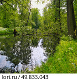 Serene forest lake in summer, mirror-like water perfectly reflects trees and sky, peaceful wilderness scene. Стоковое фото, фотограф Елена  Попкова / Фотобанк Лори
