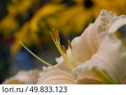 beautiful flower daylily. Close-up. Стоковое фото, агентство Ingram Publishing / Фотобанк Лори