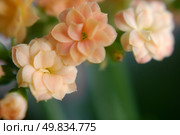 Succus Kalanchoes. macro. Стоковое фото, агентство Ingram Publishing / Фотобанк Лори