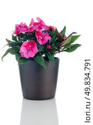 Beautiful pink impatiens flower in a dark flowerpot on white background. Стоковое фото, агентство Ingram Publishing / Фотобанк Лори