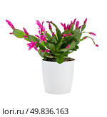 Easter Cactus (Rhipsalidopsis cactus) in a white flowerpot on white background. Стоковое фото, агентство Ingram Publishing / Фотобанк Лори
