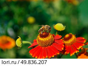 bee on helenium. Стоковое фото, агентство Ingram Publishing / Фотобанк Лори