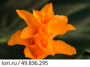 Closeup of Eternal flame flower (calathea crocata). Стоковое фото, агентство Ingram Publishing / Фотобанк Лори