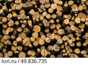 Stack of tree stump for background. Стоковое фото, агентство Ingram Publishing / Фотобанк Лори