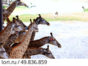 Giraffe posing near lake in summer day . Стоковое фото, агентство Ingram Publishing / Фотобанк Лори
