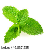 Fresh mint leaves isolated on white background. Стоковое фото, агентство Ingram Publishing / Фотобанк Лори