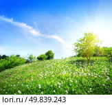 Dandelions on a green meadow in sunlight. Стоковое фото, агентство Ingram Publishing / Фотобанк Лори